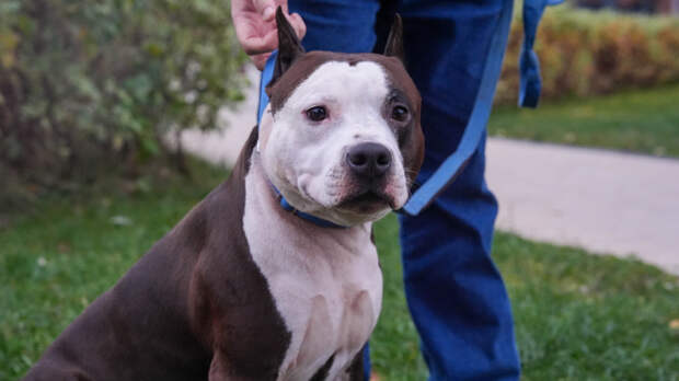 Вы делаете это каждый день: из-за чего питомцы могут обижаться на хозяев