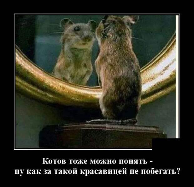 demotivatory-demotivator-smeshnye-demotivatory-demotivator-so-smyslom