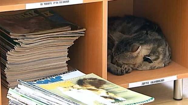 Самые необычные котики на планете животные, книга рекордов гиннеса, коты, мир