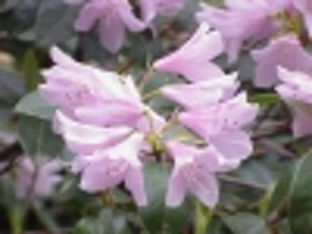 rhododendron_aechmophyllum0