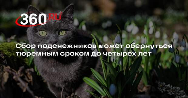 Сбор подснежников может обернуться тюремным сроком до четырех лет