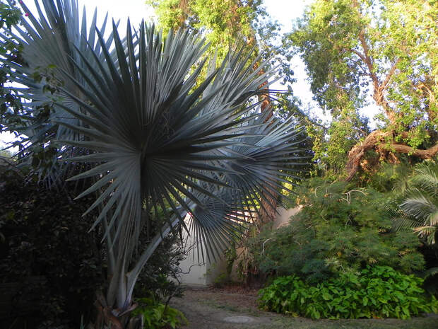 Ботанический сад кибуца "Эйн Геди".