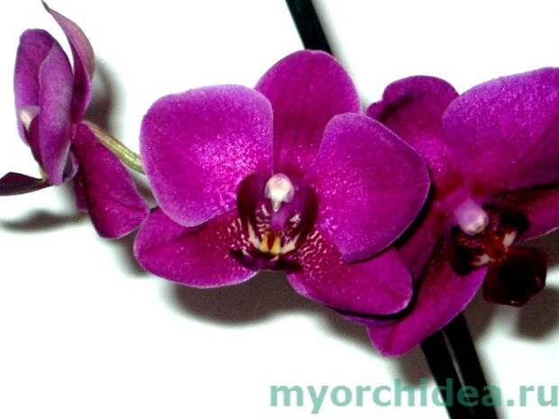 Экзотическое чудо природы и науки — черная орхидея