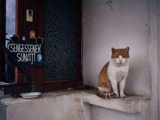 Городские кошки в фотографиях Hajdu Tam&#225;s