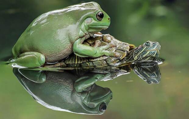 Позитивные лягушата от фотографа Танто Йенсена.