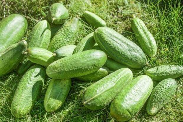 Вязниковский-37