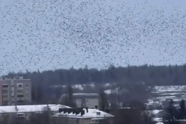 Гладкова показал видео со странным поведением птиц во время ракетной опасности