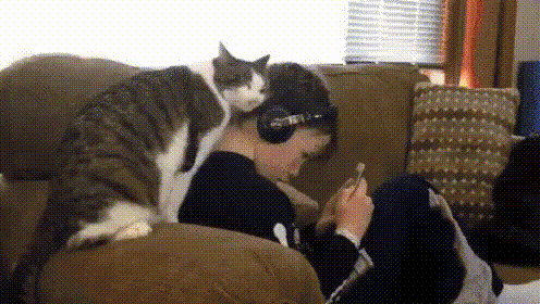 GIF-доказательство, что коты - чертовски весёлые ребята GIF коты юмор