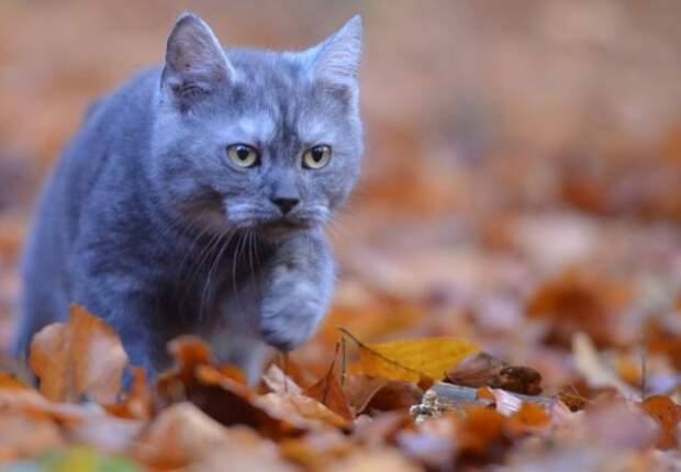 Серый котёнок в листве