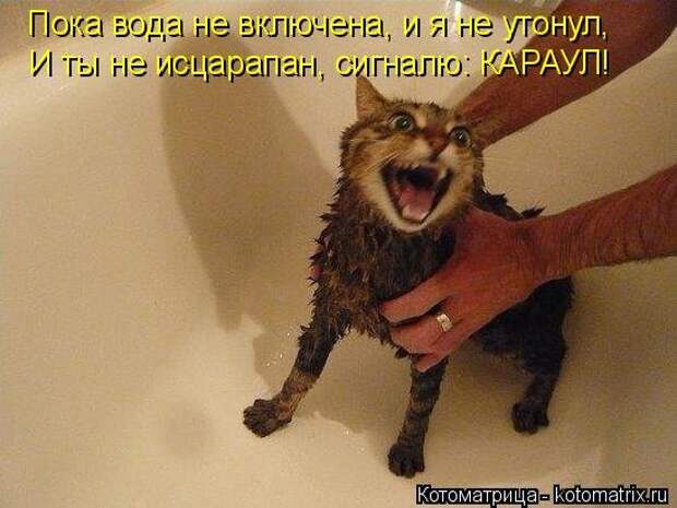 1474017237_kotomatricy-11