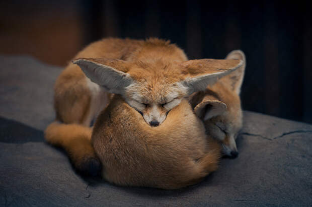 Животные в фотографиях