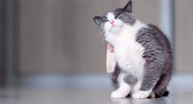 Как избавиться от блох в квартире и доме?