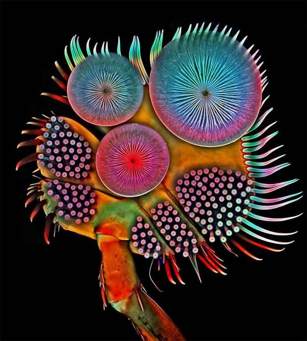 Fifth Place. Front Foot (Tarsus) Of A Male Diving Beetle