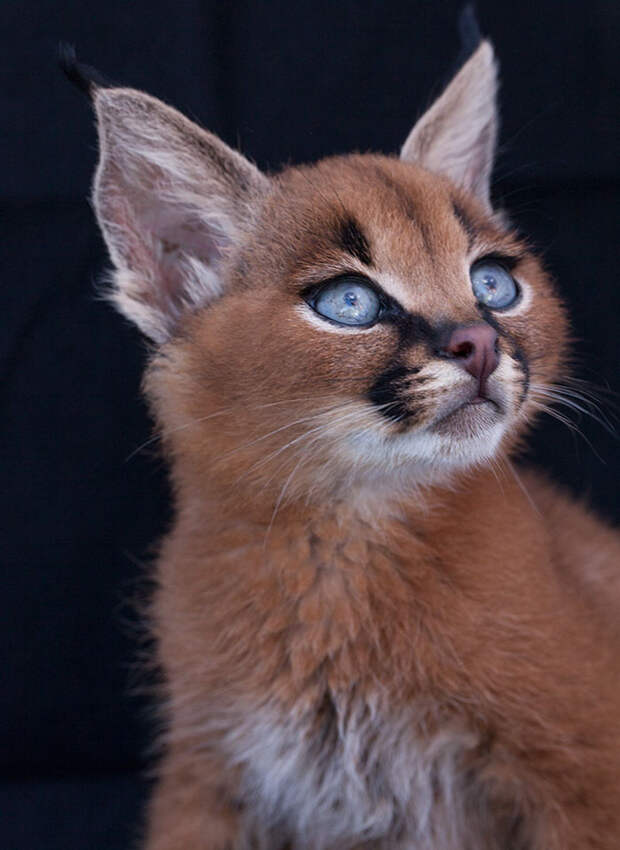 Baby Caracals