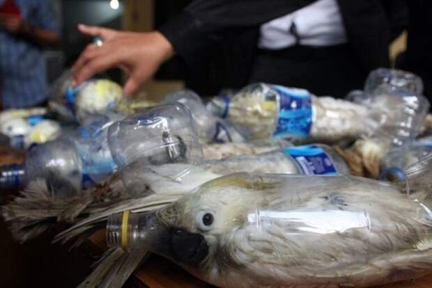 На борту корабля в Индонезии обнаружили попугаев в бутылках