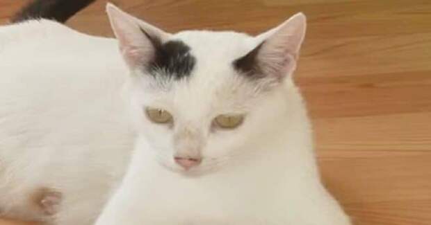 Черно-белая кошка Кошка
