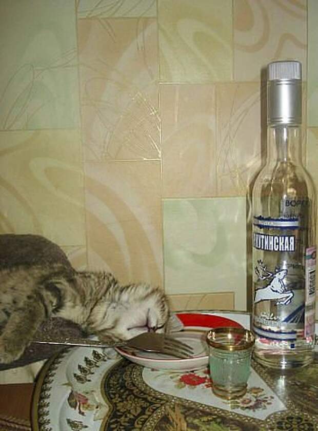 приколы