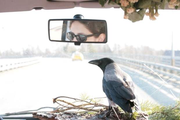 В Петербурге ищут ручную ворону без хвоста, любящую автомобили