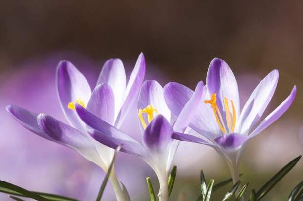 Цветы. Фото: pixabay.com