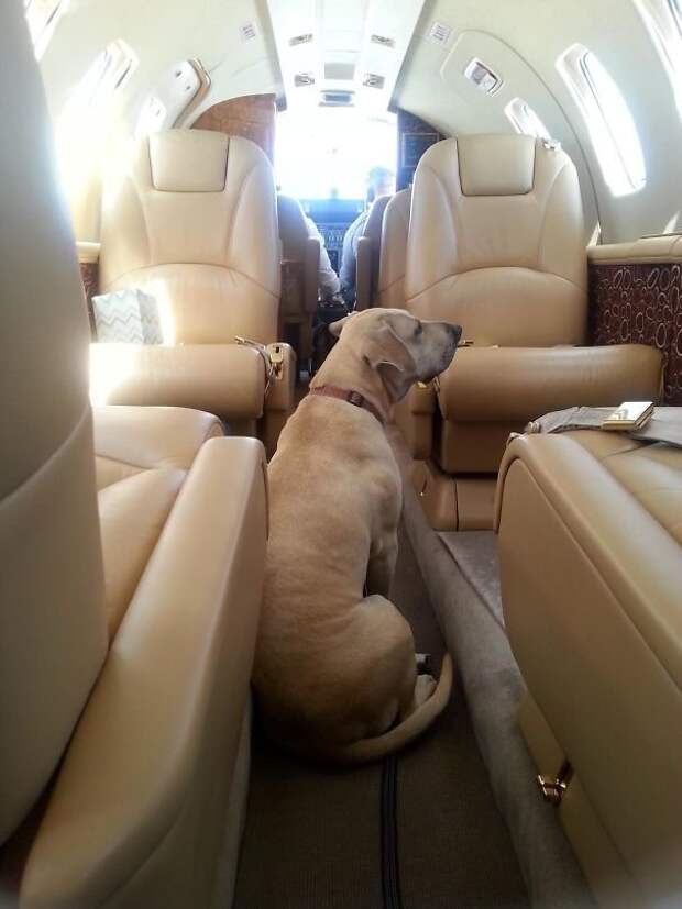 С комфортом в бизнес-джете животные, забавно, летайте самолетами, мило, пассажиры, самолет, собаки, хвостатые пассажиры
