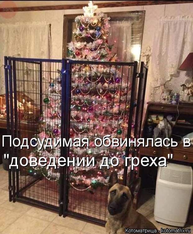 Лучшие котоматрицы недели (50 фото)