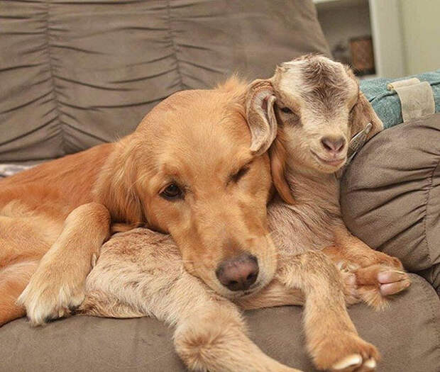 Собака уверена, что она – мать спасенных козлят!