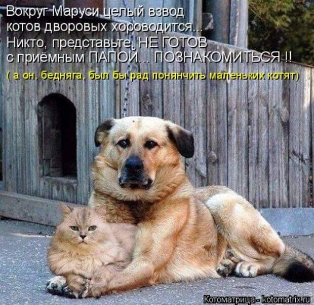 Новая котоматрица для настроения (20 фото)