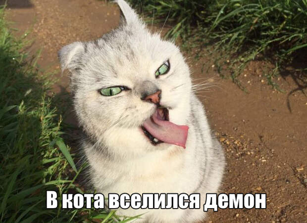Прикольные картинки. Дневной выпуск (50 фото)