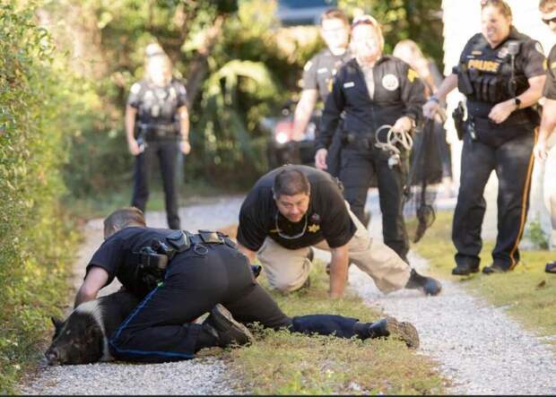 Во Флориде полицейские в течение часа гонялись за проворной свиньей, которая нарушала спокойствие граждан