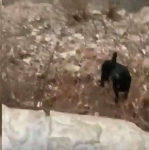 Собака черная
