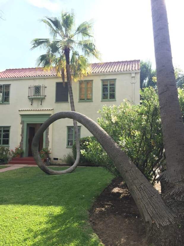 This Palm Tree Fell Over And Curved Right Back Up This Palm Tree Fell Over And Curved Right Back Up