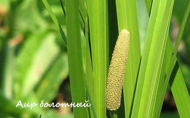 plants0817-17.jpg