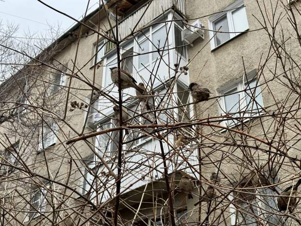 В Орске выпавшая с пятого этажа женщина отряхнулась и пошла домой