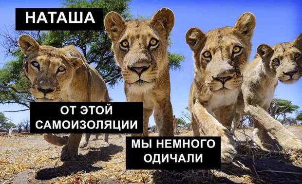 «Наташ, вставай! Мы уронили вообще все!»: на фоне последних событий в сети обрел популярность новый мем с котами
