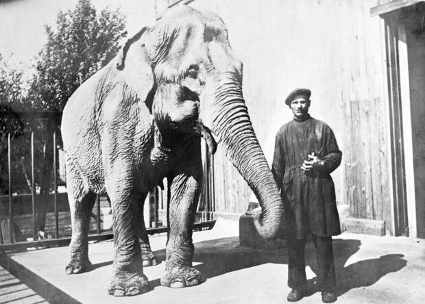 6 грустных фактов о том, как Ленинградский зоопарк героически переживал блокаду