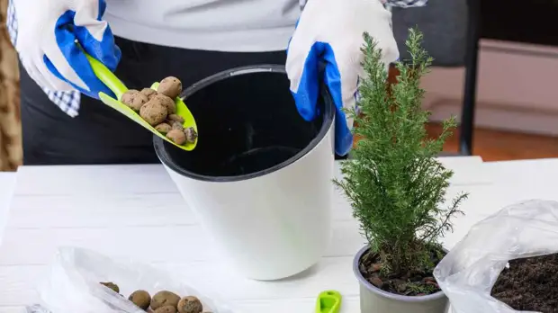 Как выбрать кашпо с автополивом