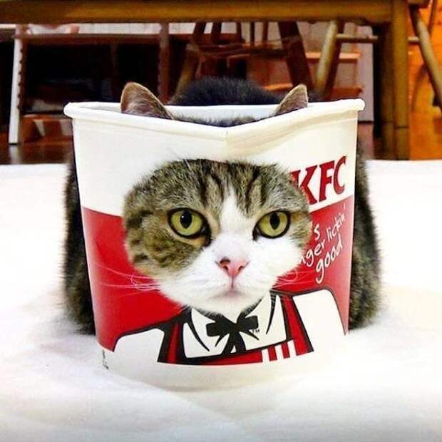 Забавный котопост)