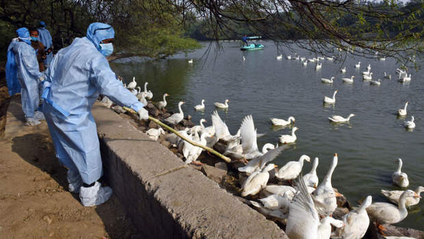 ВОЗ: в Мексике впервые произошло заражение человека птичьим гриппом A(H5N2)