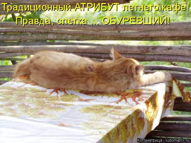 Лучшие котоматрицы недели (50 фото)