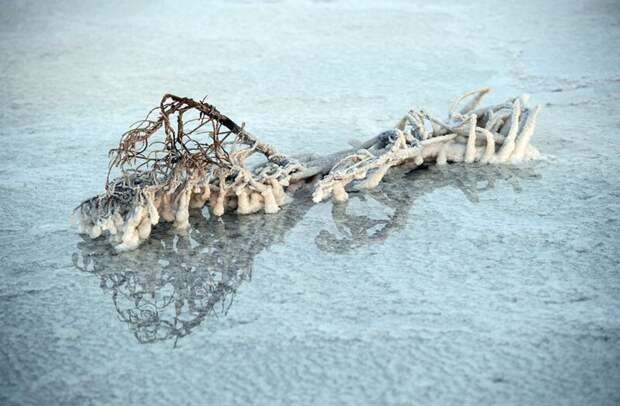 Покрытая солью ветка на поверхности озера. Фото: Карл Корт (Carl Court: Getty) безжизненное место, вулканы, интересное, фотографии