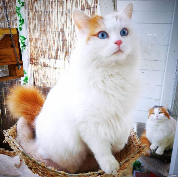 abfbd3ea42db9df7500855bcfe13f44e (700x695, 421Kb)