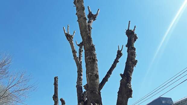 Подрядчики заменят погибшие деревья на северо-западе Челябинска и по дороге в аэропорт
