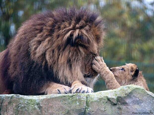 В британском зоопарке папа-лев самостоятельно вырастил оставшегося без мамы львенка
