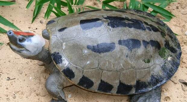 Некоторые очень красивые черепахи мира
