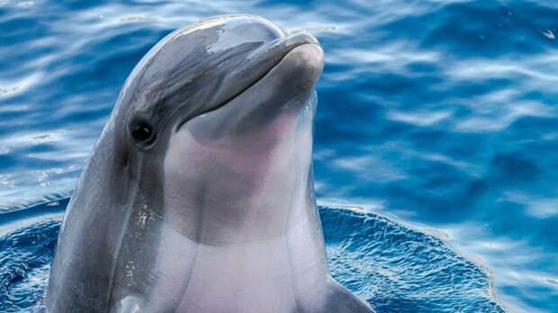 В России предложили закрыть все дельфинарии из-за жестоких условий содержания