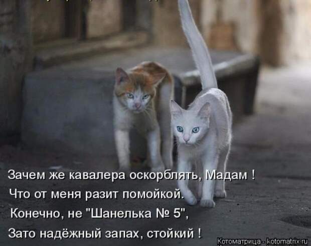 Новая котоматрица для всех (33 фото)