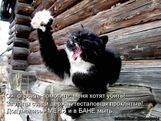 Лучшие котоматрицы недели (50 фото)