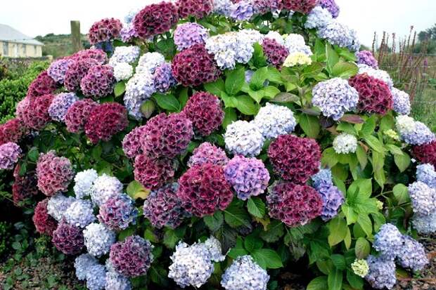 Hydrangea Macrophylla Hortensja Ogrodowa Buchfink Hobby