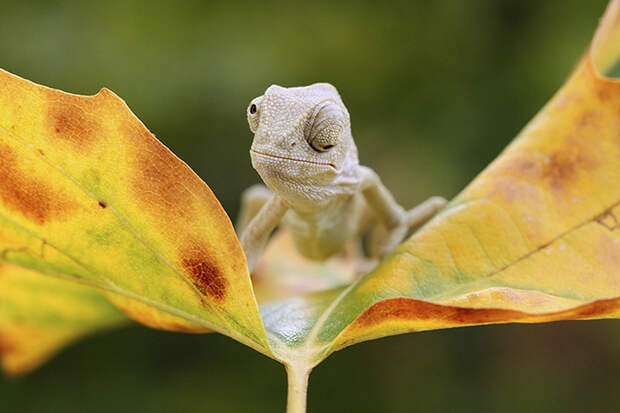 Tiny Baby Chameleon