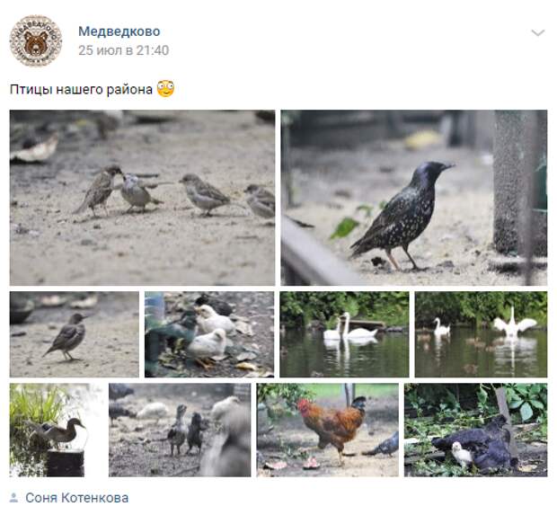 Фотоколлекция пернатых обителей Медведково появилась в сети